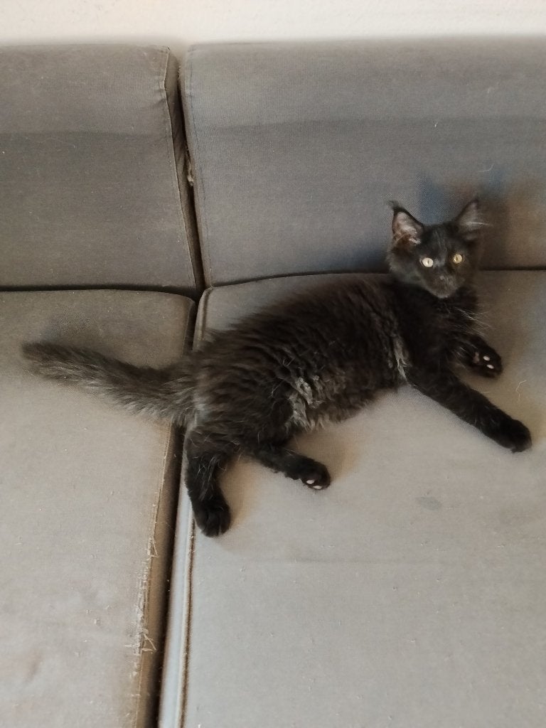 Russische Maine Coon kittens met stamboom, Dieren en Toebehoren, Meerdere dieren, Met stamboom