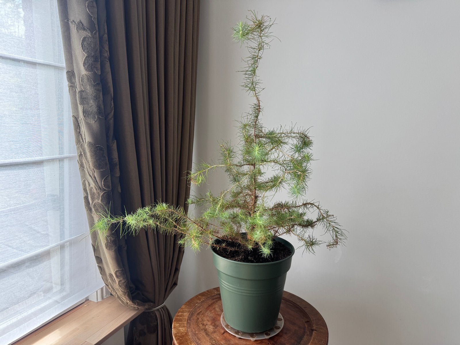 Kerstboom in pot Japanse Ceder (Cryptomeria japonica), Ophalen