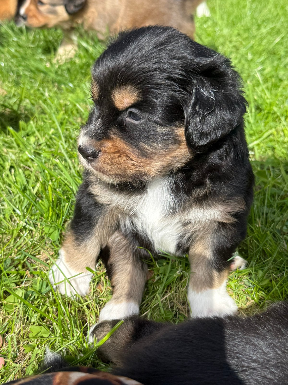 Een mooie lieve en goed gesocialiseerde pup, Reu, 8 tot 15 weken, HCC (leverziekte), Meerdere