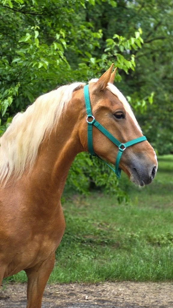 Te koop 6-jarige D-pony, Dieren en Toebehoren, Gechipt, Ruin, Dressuurpony, Zadelmak