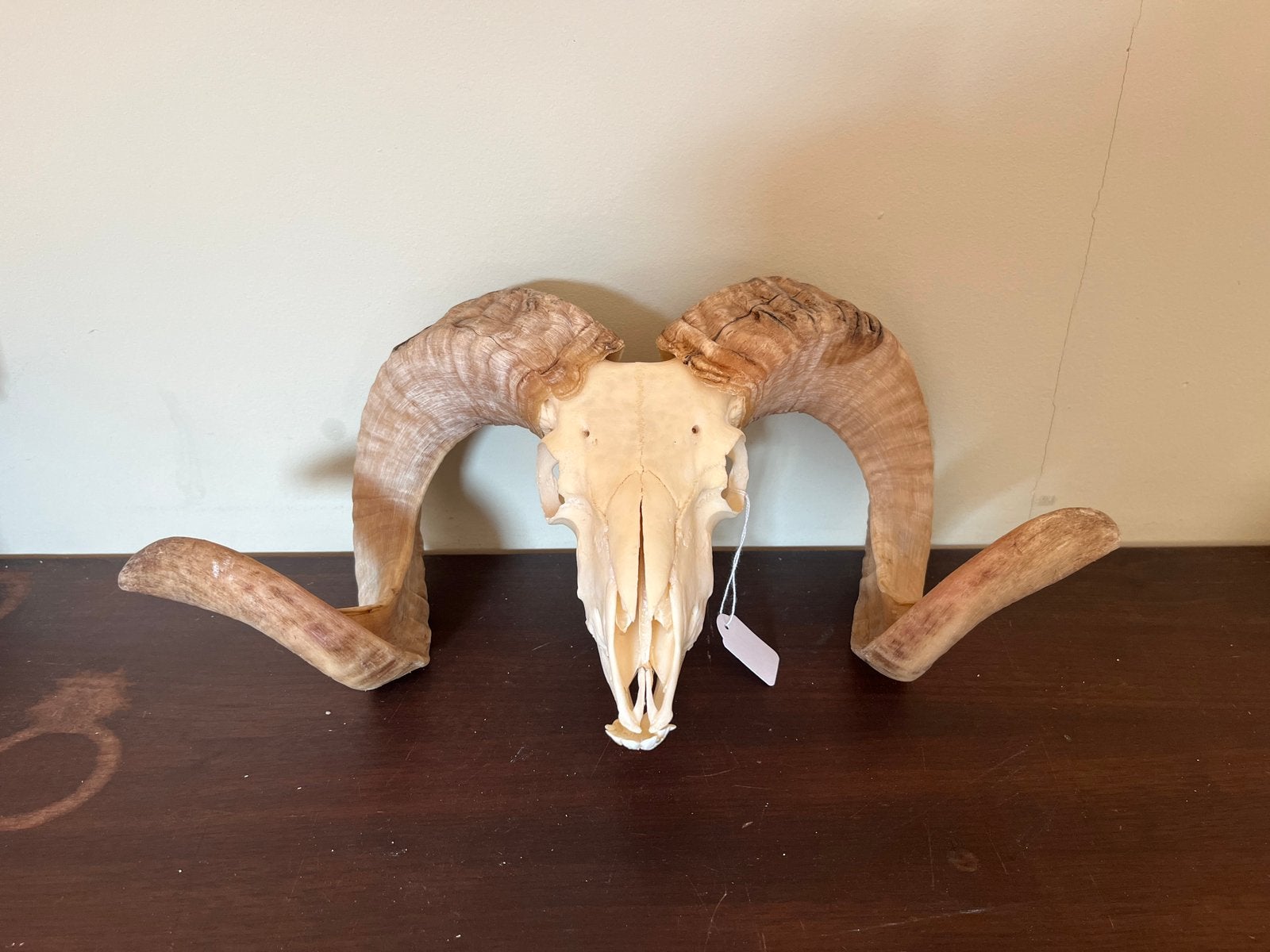 Schedel ram., Ophalen of Verzenden, Nieuw, Boerderijdier, Schedel