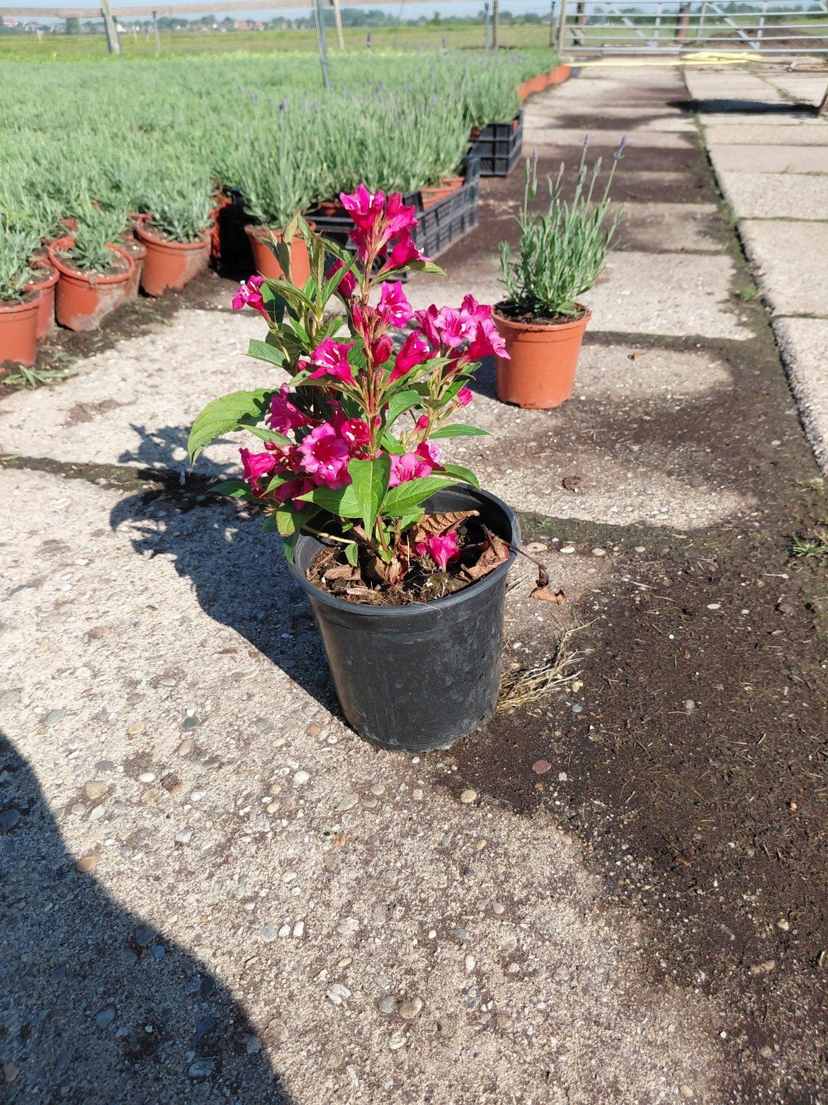 weigelia, Volle zon, Tweejarig, Zomer, Ophalen