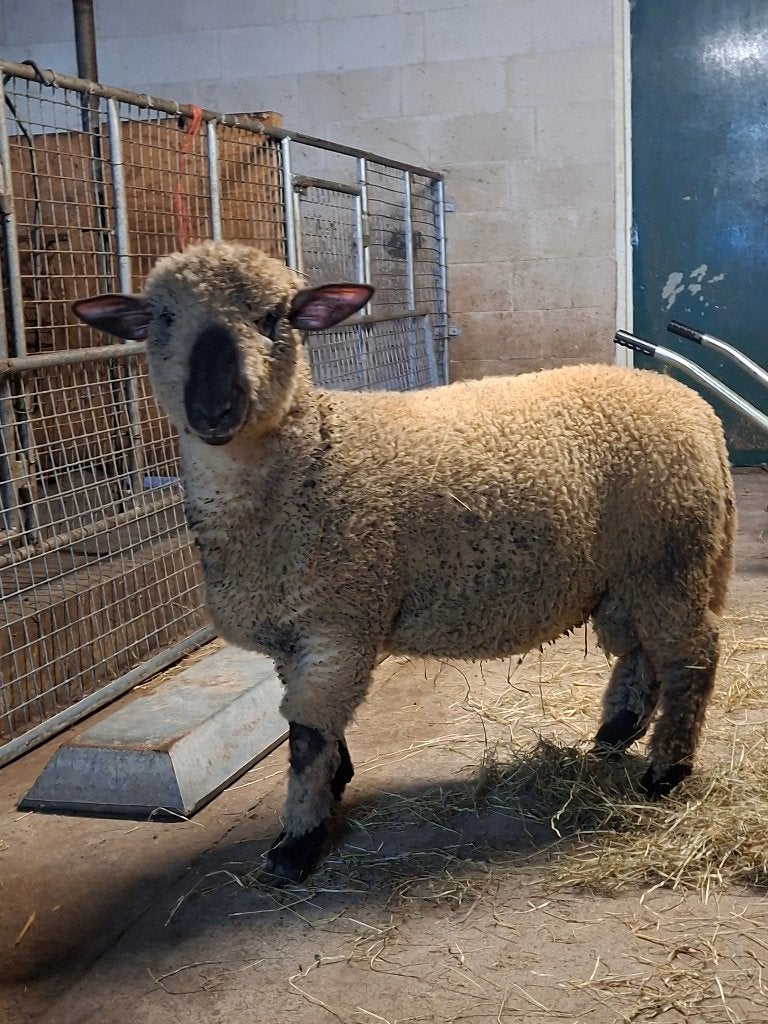 Hampshire down dekram, Mannelijk, Schaap, 0 tot 2 jaar
