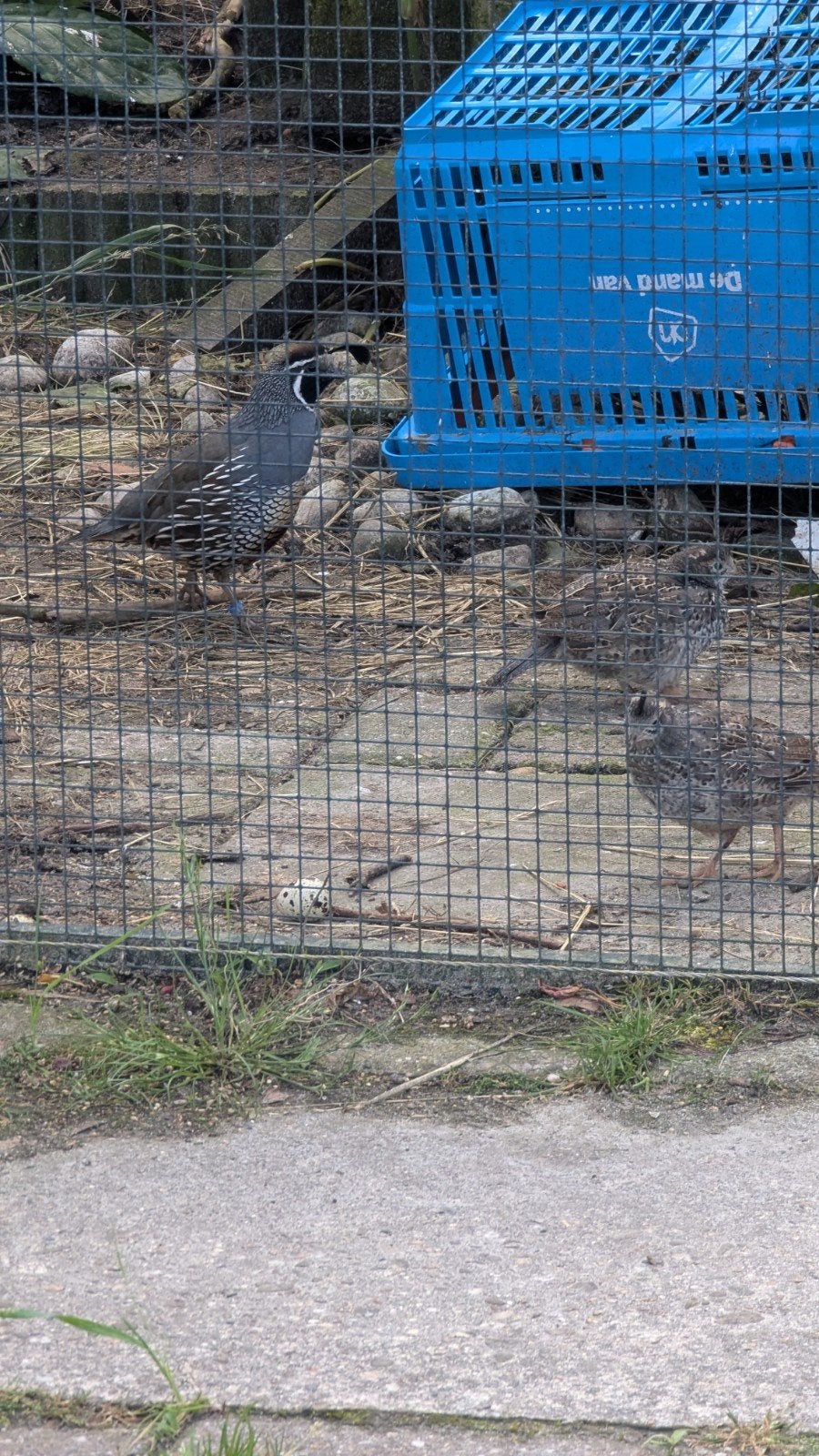Koppel californische kuifkwartel, Dieren en Toebehoren, Vogels | Overige Vogels, Meerdere dieren
