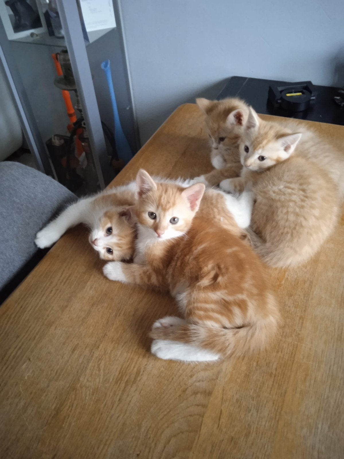 Rood/witte kittens, Dieren en Toebehoren, Meerdere dieren
