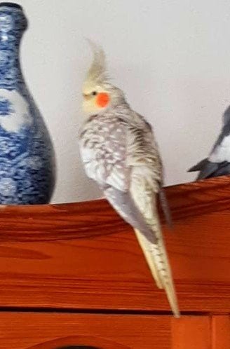 Vermist valkparkiet peppie Zevenhuizen, Dieren en Toebehoren