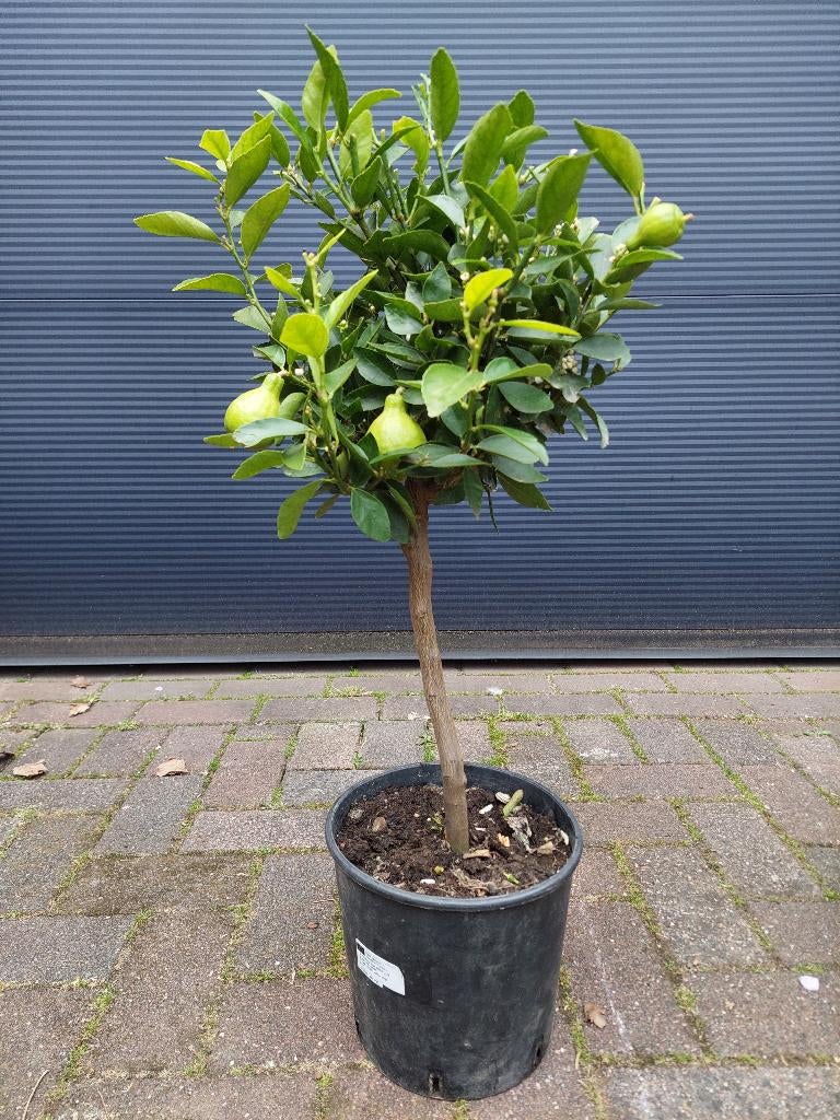 Citrus Aurantifolia 'Lime' - Limoenboom / Limoen H: 78 cm., Ophalen, Minder dan 100 cm, Volle zon, Citroenboom