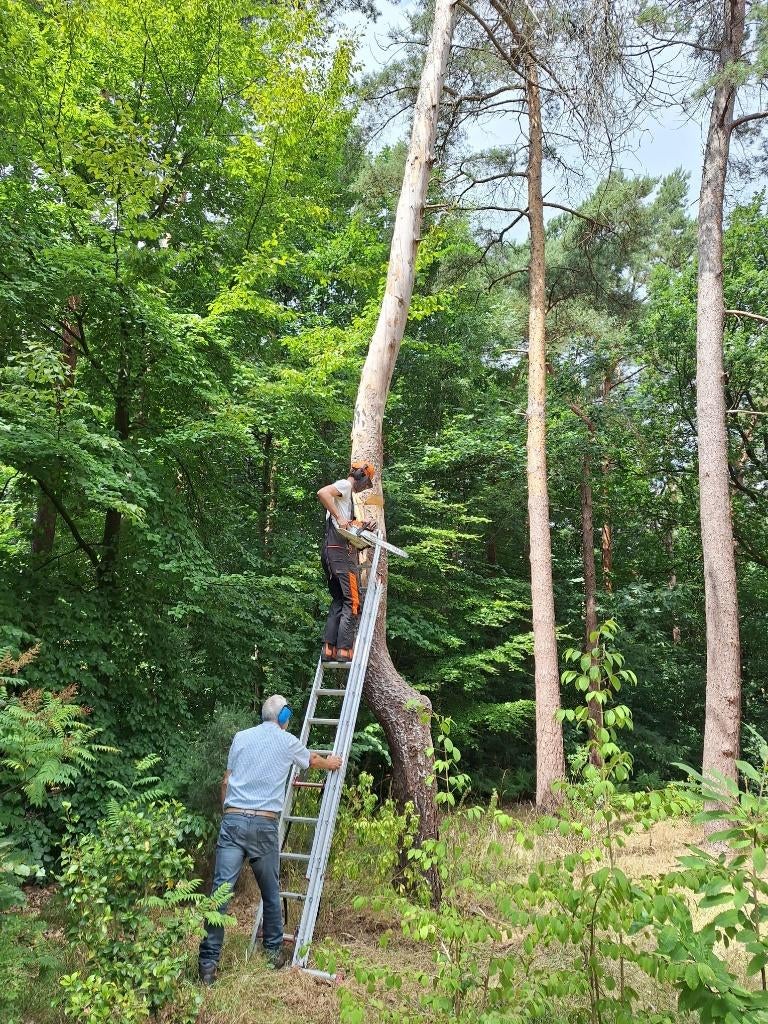 Bomen vellen kappen snoeien, Diensten en Vakmensen, Tuinmannen en Stratenmakers
