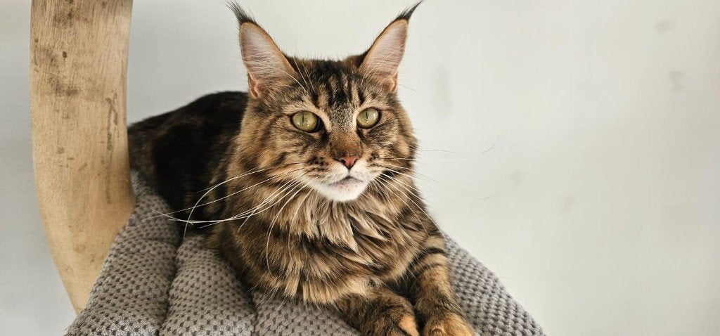 Herplaatsing Maine Coon poes met stamboom – volledig getest, Dieren en Toebehoren, Katten en Kittens | Raskatten | Langhaar, Poes