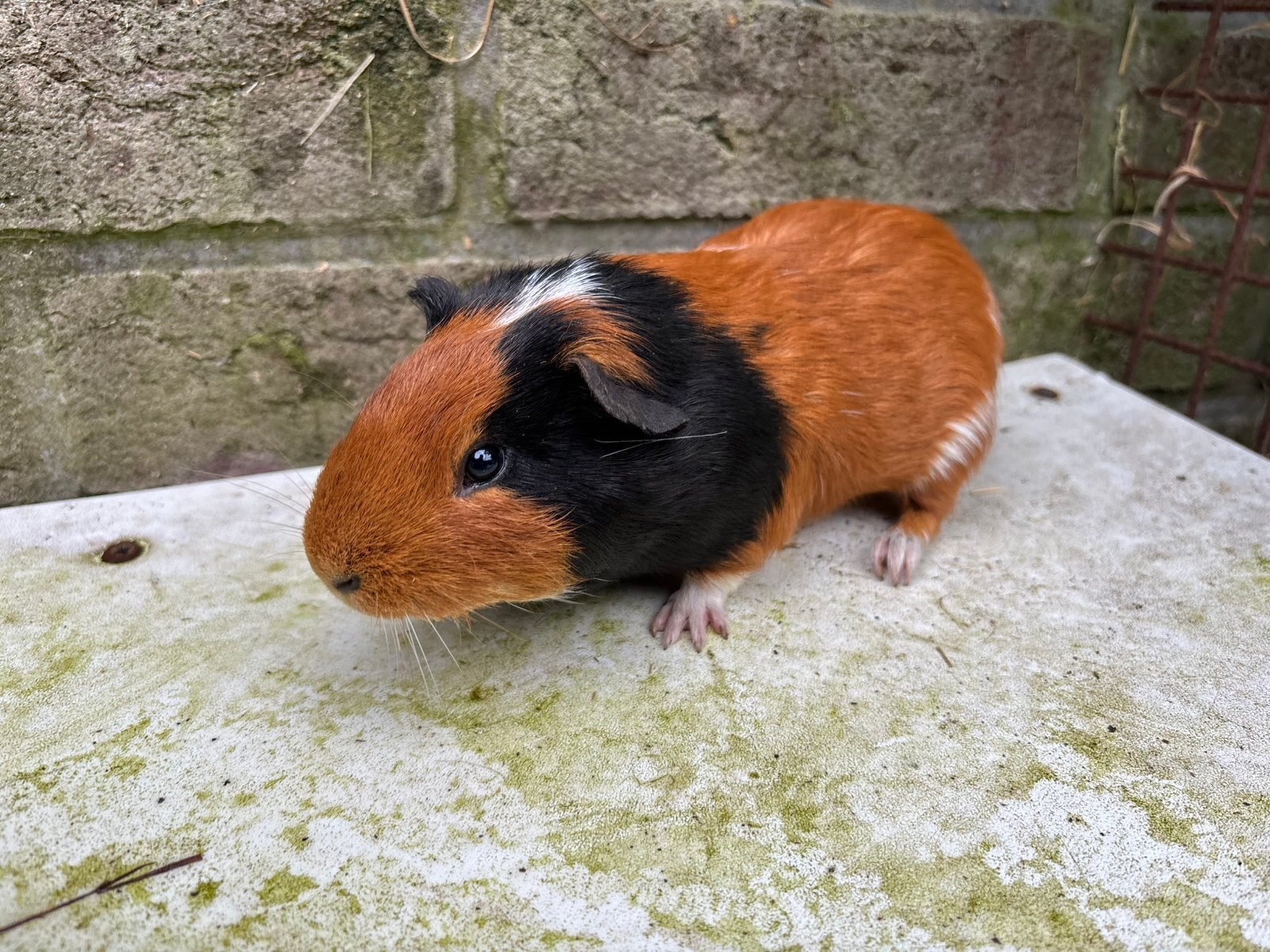 Zwart-rode cavia beertje, Dieren en Toebehoren, Knaagdieren, Januari, Mannelijk, Cavia