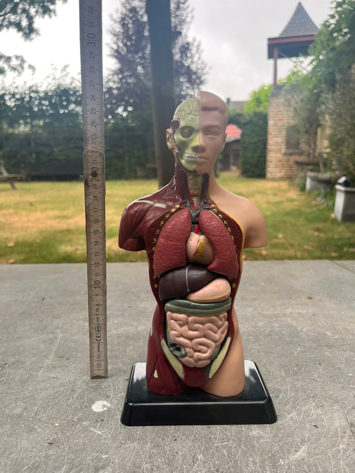 Anatomie beeld, Ophalen of Verzenden