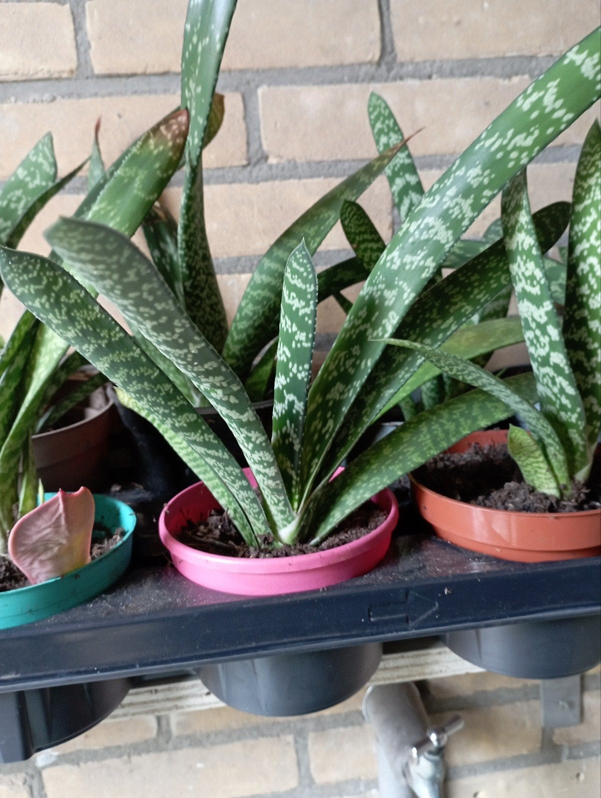 Gasteria ., Bloeiende kamerplant, Ophalen of Verzenden, Halfschaduw, Minder dan 100 cm