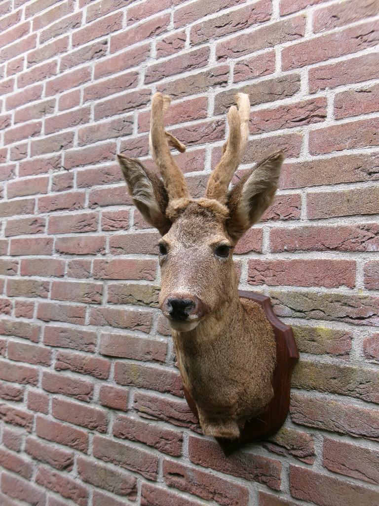 Schitterende grote opgezette herten/reebok kop, Verzamelen, Dierenverzamelingen, Ophalen of Verzenden, Zo goed als nieuw, Hert