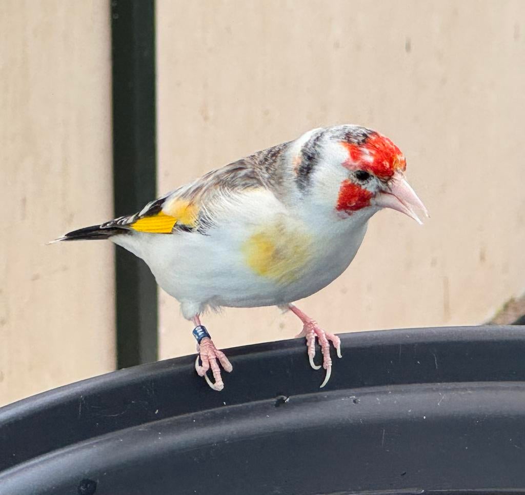 Mooie forse bonte majoor putter jaar 2023 split voor opaal., Dieren en Toebehoren, Vogels | Overige Vogels, Mannelijk, Wildzangvogel