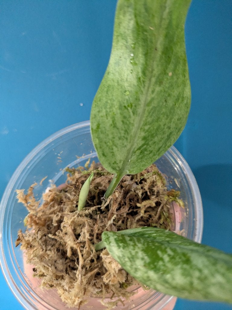 Scindapsus Treubii Mint plantje, Huis en Inrichting, Ophalen of Verzenden, Halfschaduw, Minder dan 100 cm