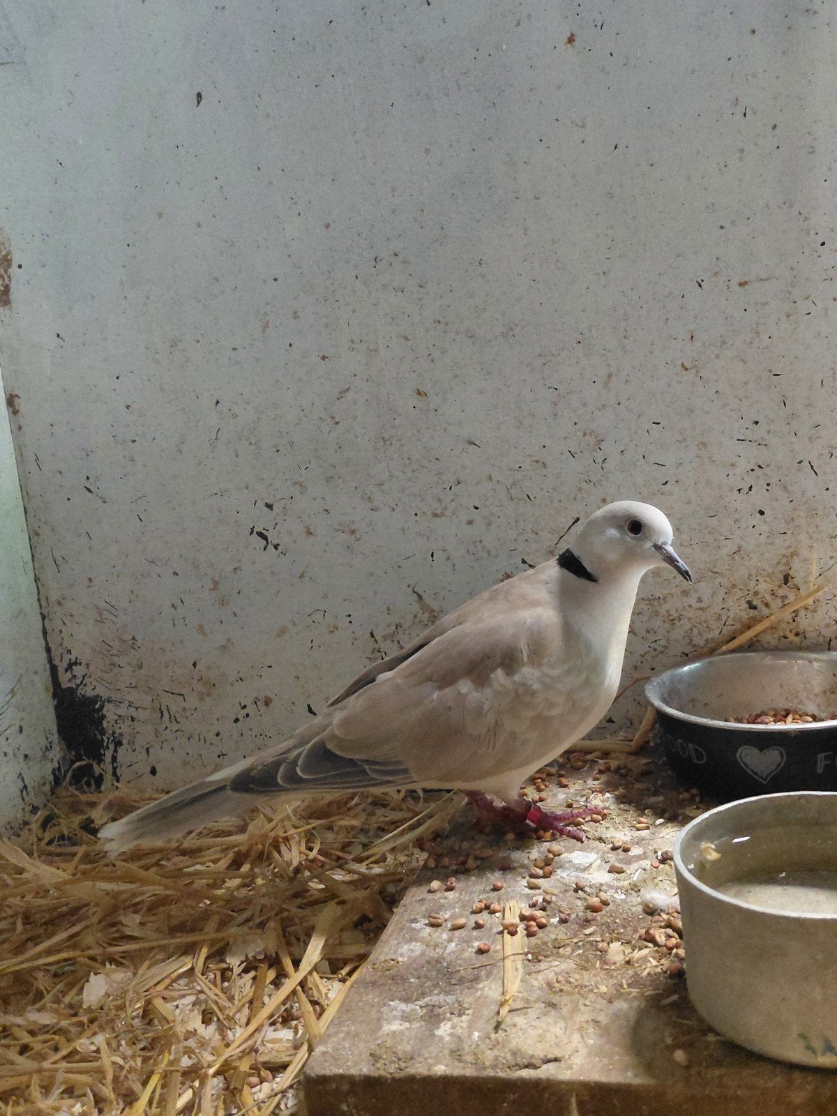 Koppel Lachduiven, Meerdere dieren, Overige soorten