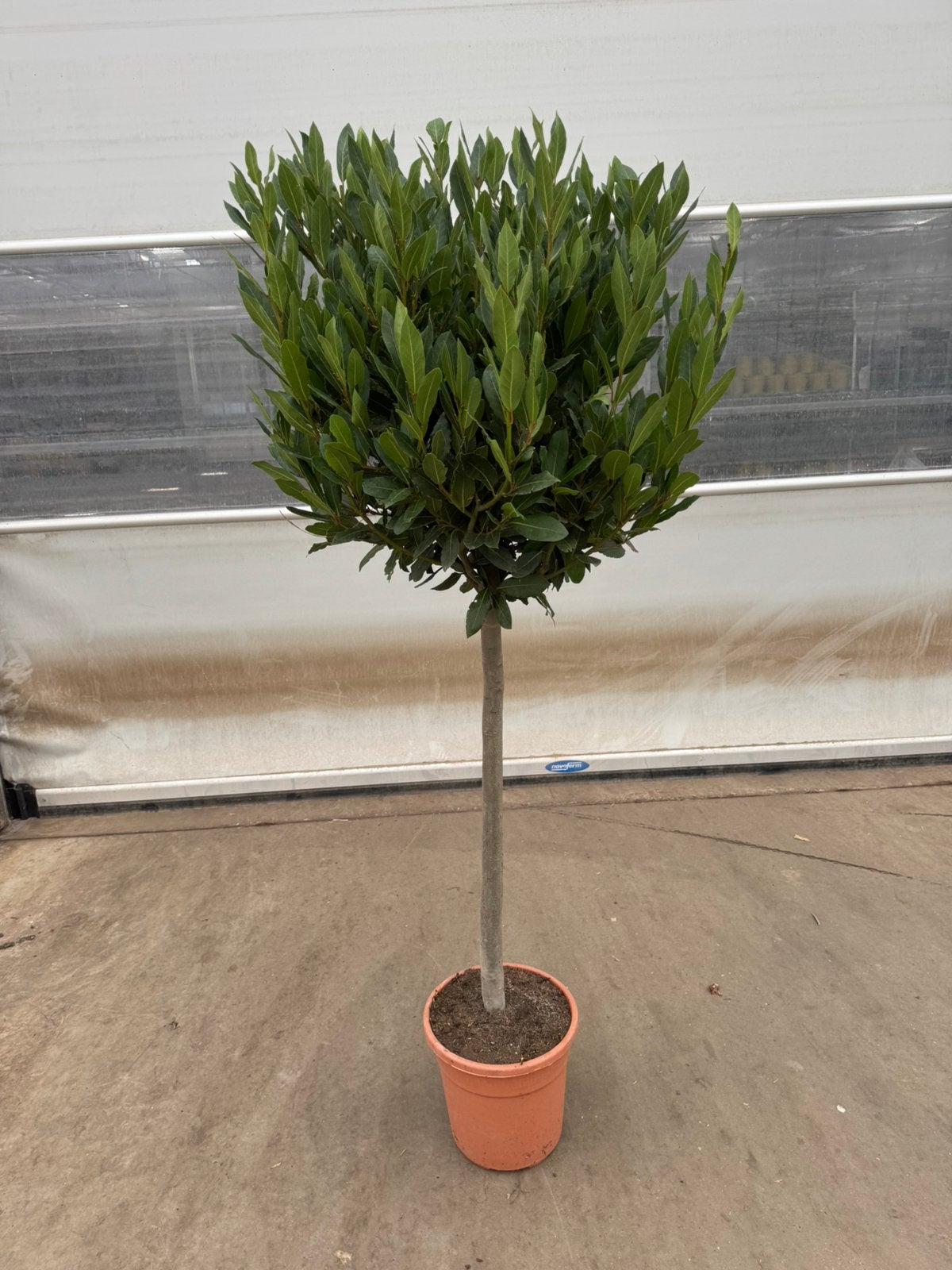 Laurier op stam p 32 cm h 180 cm, Ophalen, Overige soorten, Halfschaduw