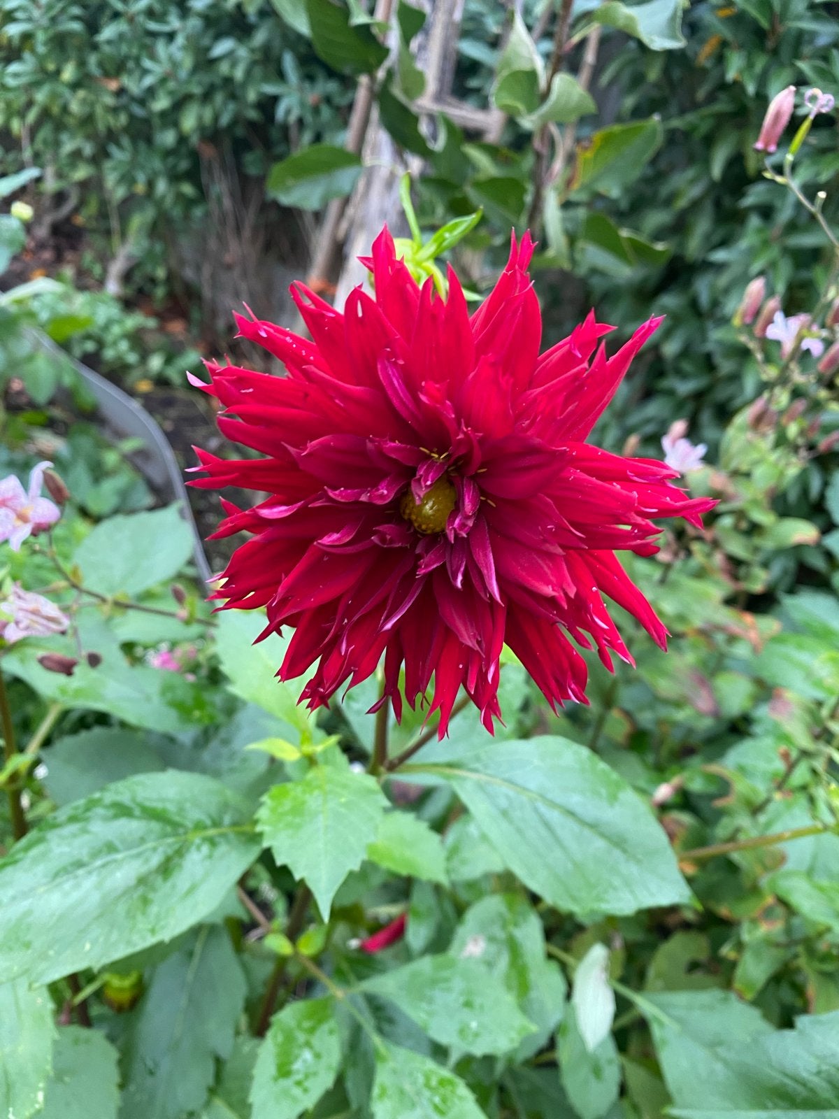 Vijf dahlia's voor uw tuin, Overige soorten, Volle zon, Vaste plant, Ophalen of Verzenden