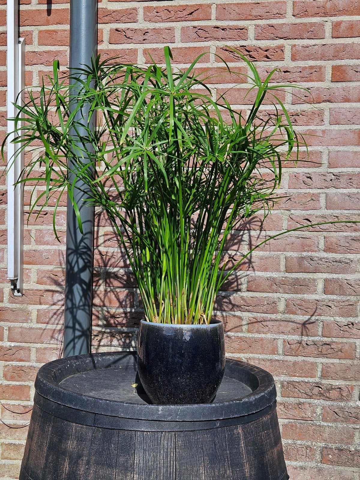 Cyperus Alternifolius (Parapluplant), Ophalen, Overige soorten, Volle zon