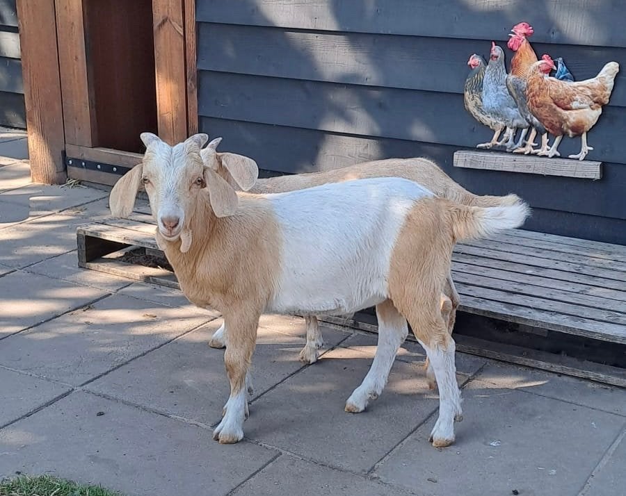 Mak bokje, kruising boerbok / melkgeit, Dieren en Toebehoren, Schapen, Geiten en Varkens, Mannelijk, Geit