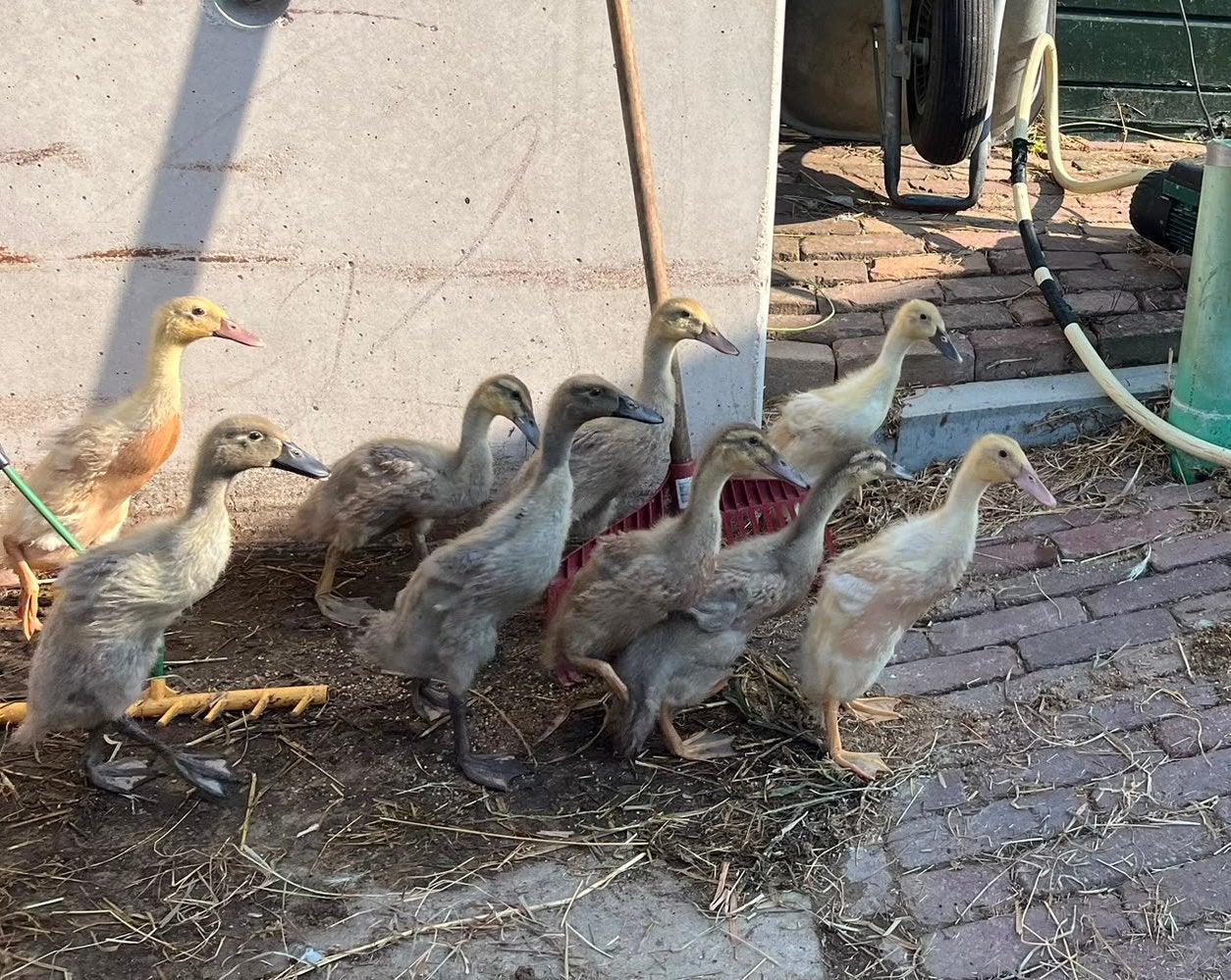 Jonge Indische loopeenden / fleseenden, Dieren en Toebehoren, Meerdere dieren, Eend