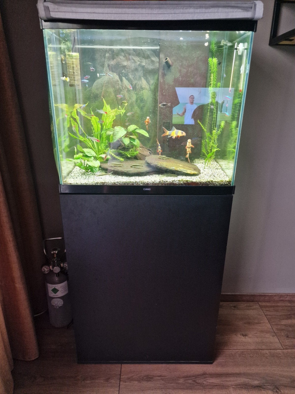 Compleet Aquarium Ciano 60 x 60, Ophalen, Zo goed als nieuw, Gevuld zoetwateraquarium