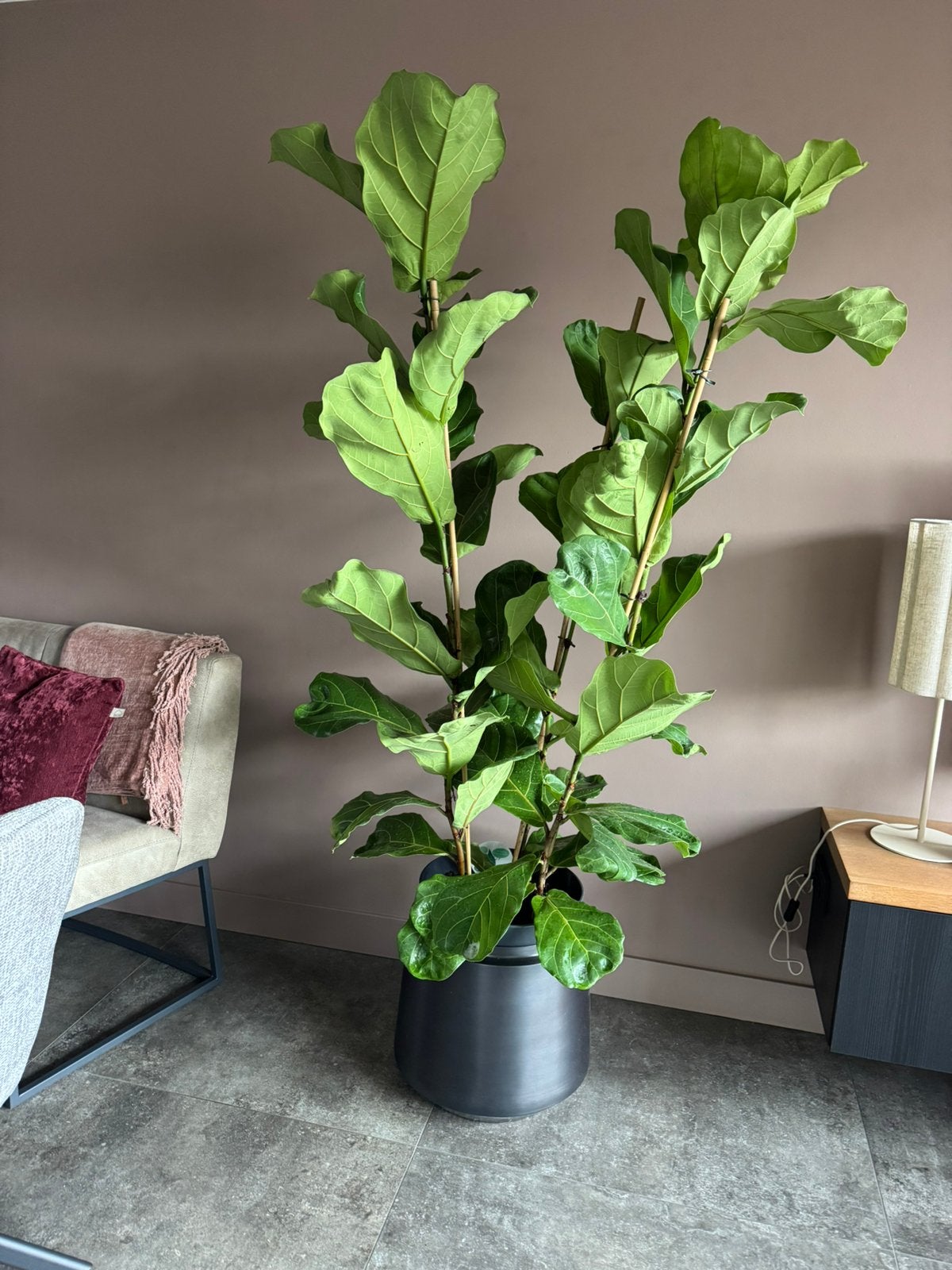Ficus lyrata met 3 planten in 1 pot, Ophalen, Nieuw