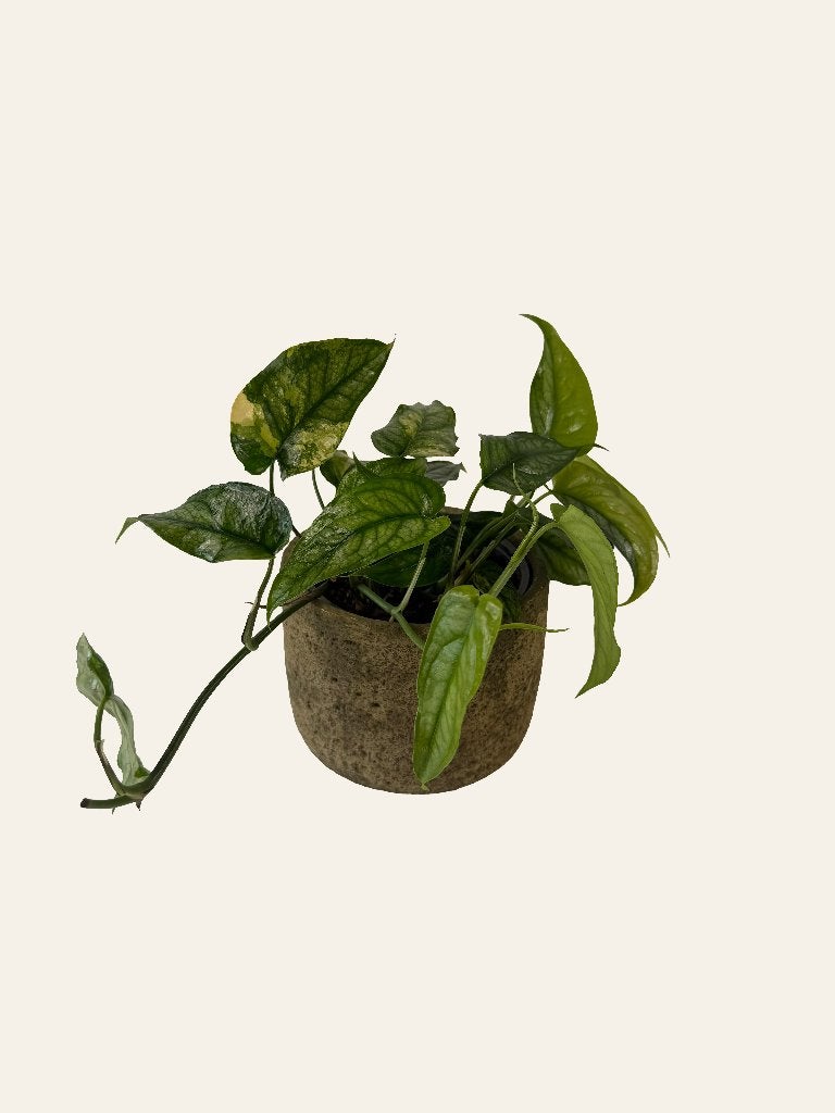 Monstera Siltepecana Aurea Variegata p12, Huis en Inrichting, Ophalen of Verzenden, Halfschaduw, Minder dan 100 cm