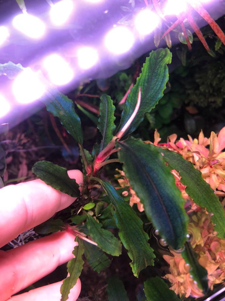 Bucephalandra Velvet Leaf, Dieren en Toebehoren, Vissen | Aquaria en Toebehoren, Ophalen of Verzenden, Zo goed als nieuw, Plant(en), Steen of Hout