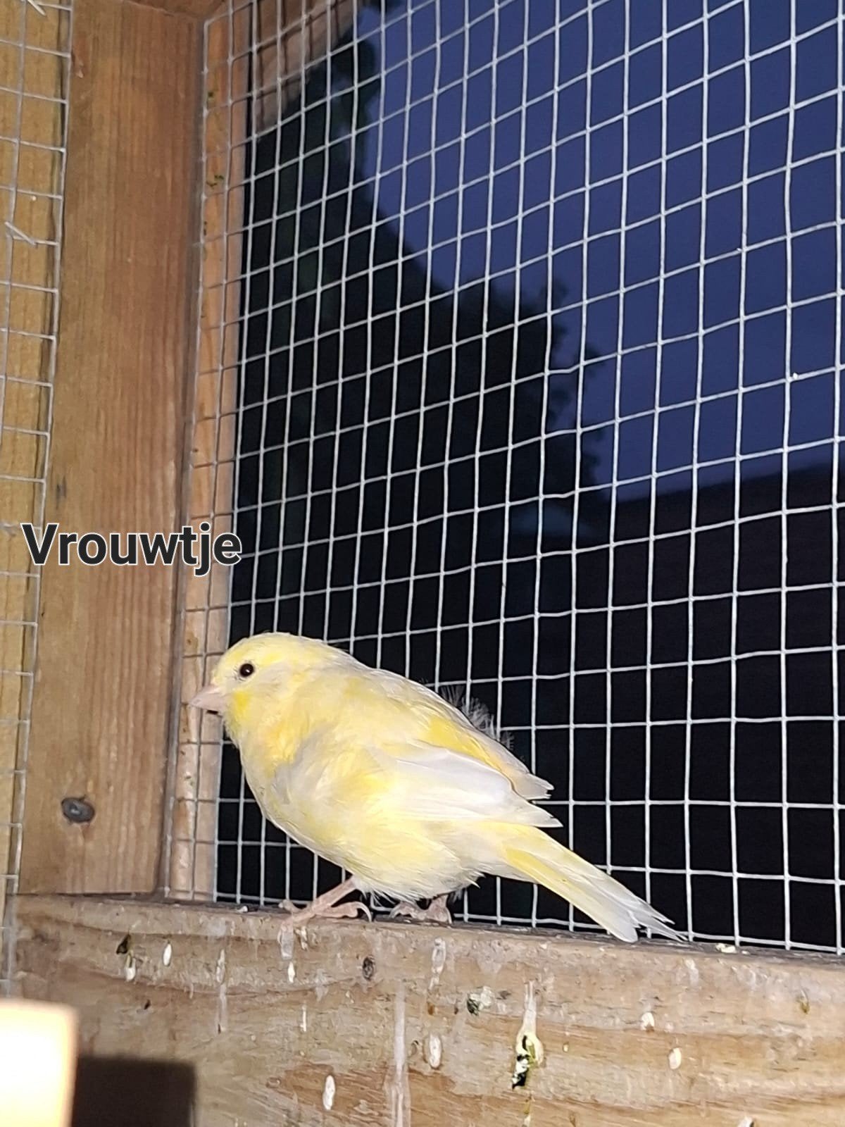 Kanarie pop, Dieren en Toebehoren, Vogels | Kanaries, Vrouwelijk, Kleurkanarie