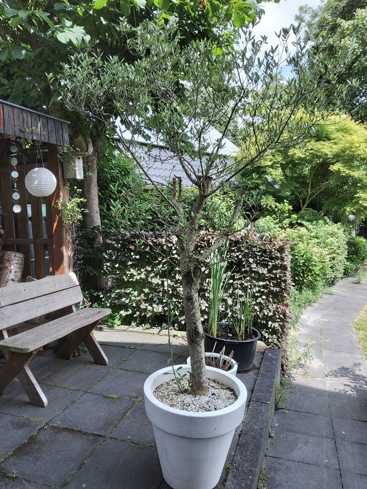 Olijfboom in grote pot, Ophalen