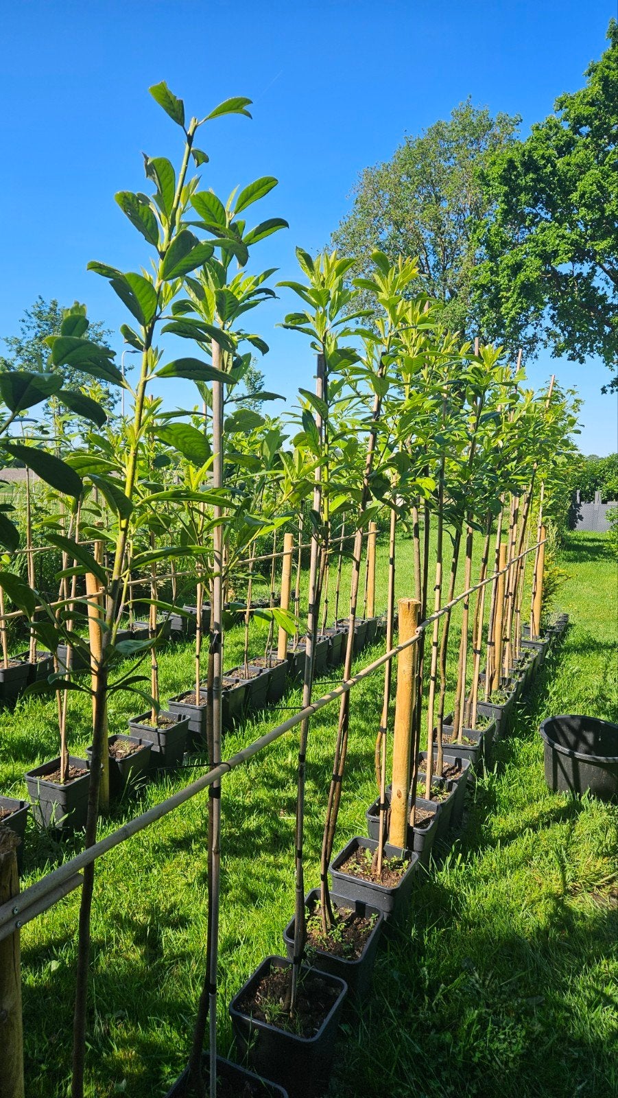 Sierboom laurierkers, Tuin en Terras, Halfschaduw, Overige soorten, 100 tot 250 cm, Ophalen