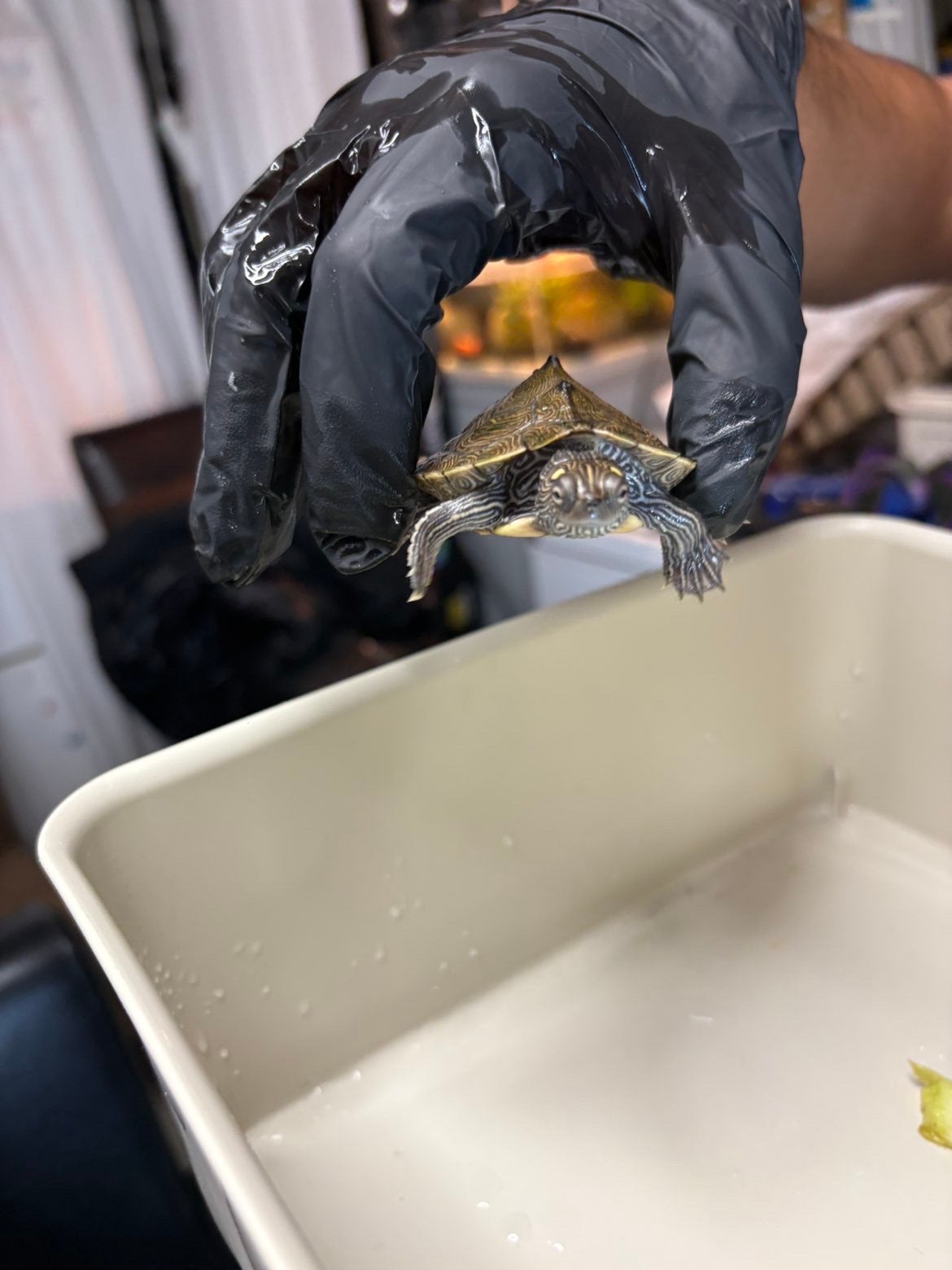 Zaagrugschilpad, Dieren en Toebehoren, Schildpad, Met terrarium, 0 tot 2 jaar