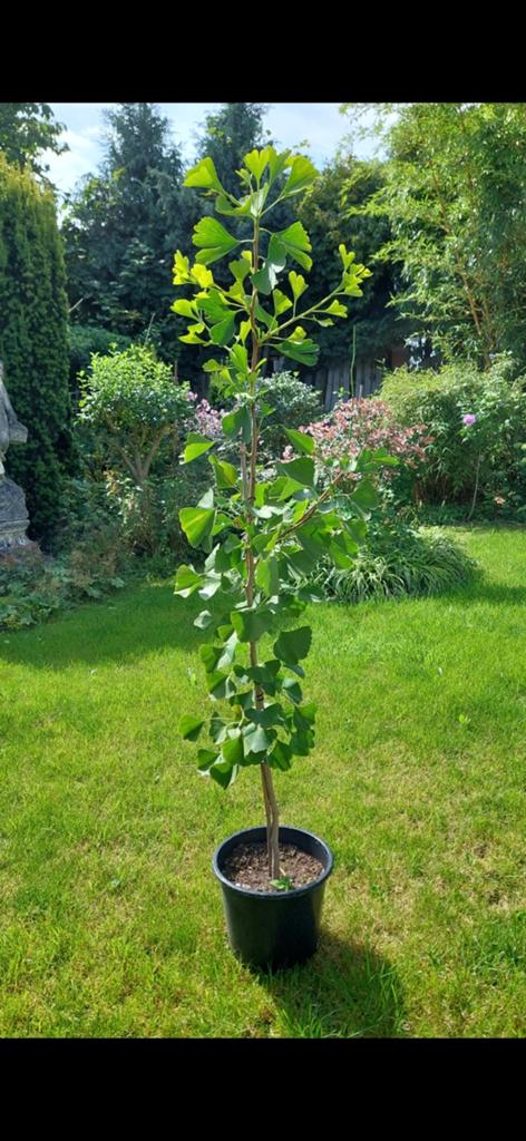 Japanse notenboom. Ginkgo Biloba in pot p20, Ophalen