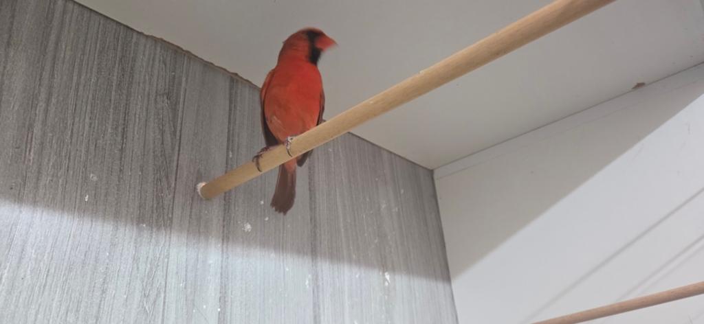 Rode kardinaal man, Dieren en Toebehoren, Vogels | Overige Vogels, Mannelijk
