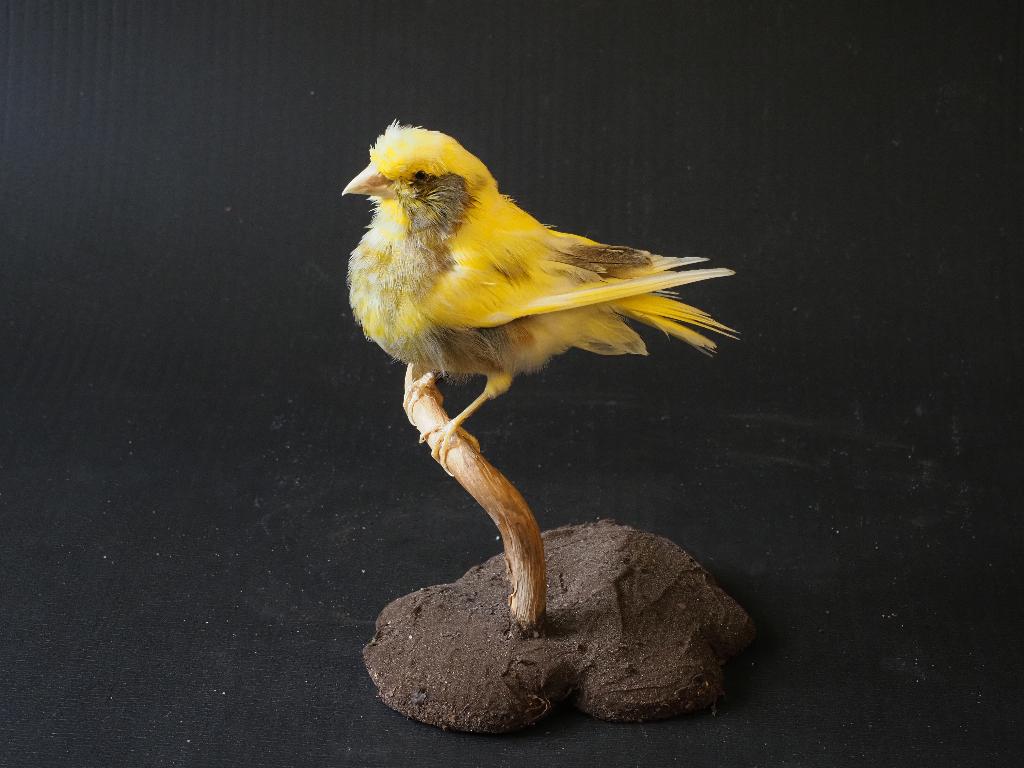 Opgezette Bonte Groenling, Ophalen of Verzenden, Nieuw, Vogel, Opgezet dier