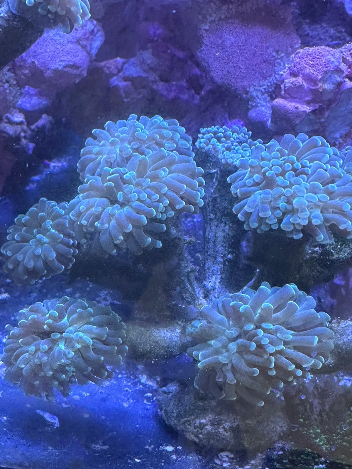 Hamerkoraal (euphyllia), Vis, Zoutwatervis