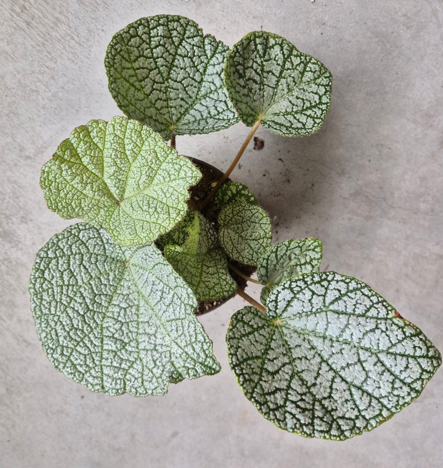 Begonia Cf. Filiformis White Form, waarschijnlijk natuur Hyb