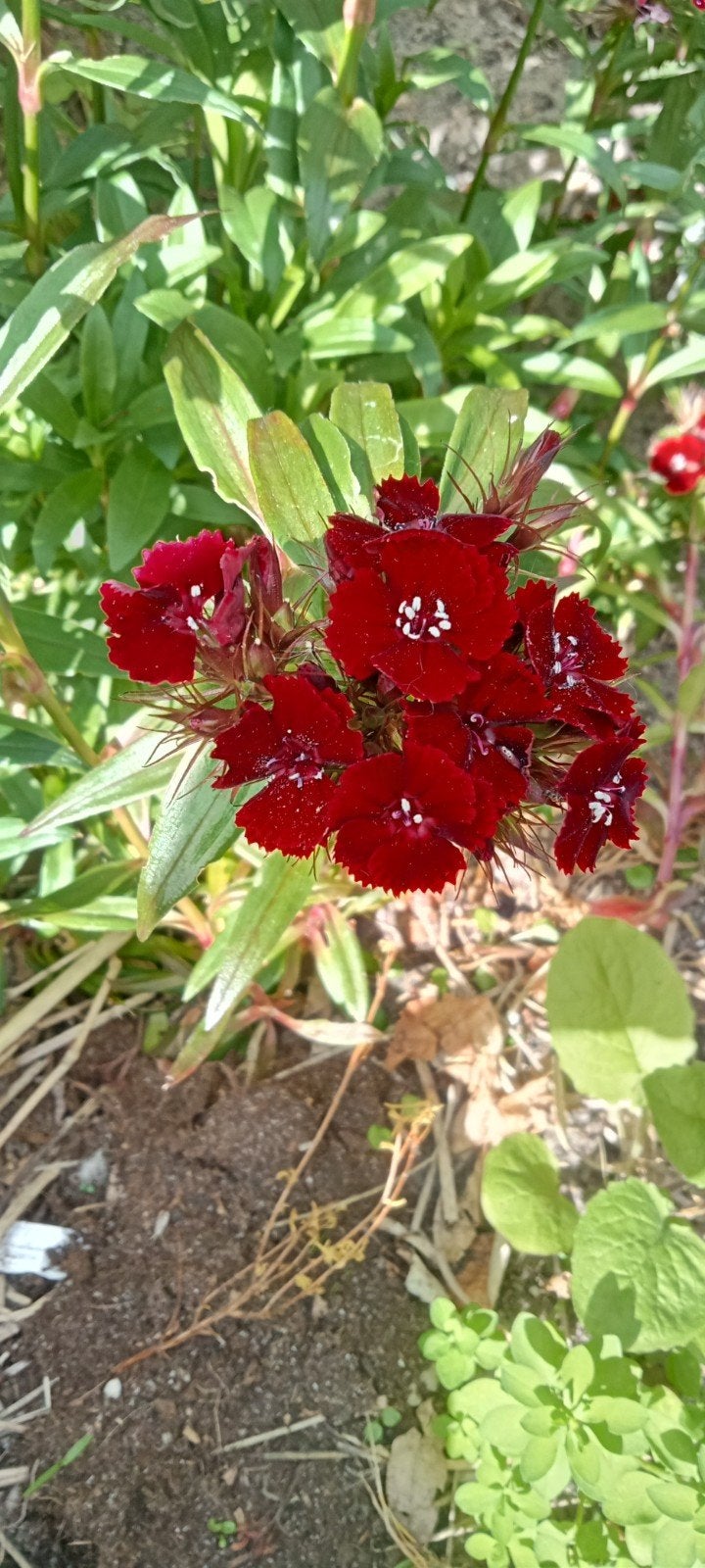 Dianthus barbatus - Duizendschoon zaden, Ophalen of Verzenden, Voorjaar, Volle zon, Zaad