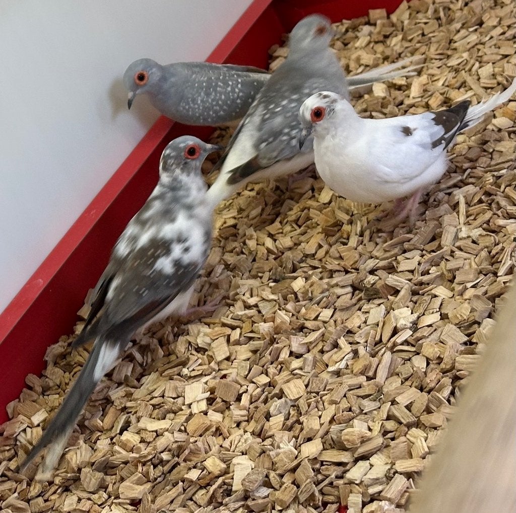 Bonte diamantduifjes koppel, Dieren en Toebehoren, Vogels | Overige Vogels, Meerdere dieren