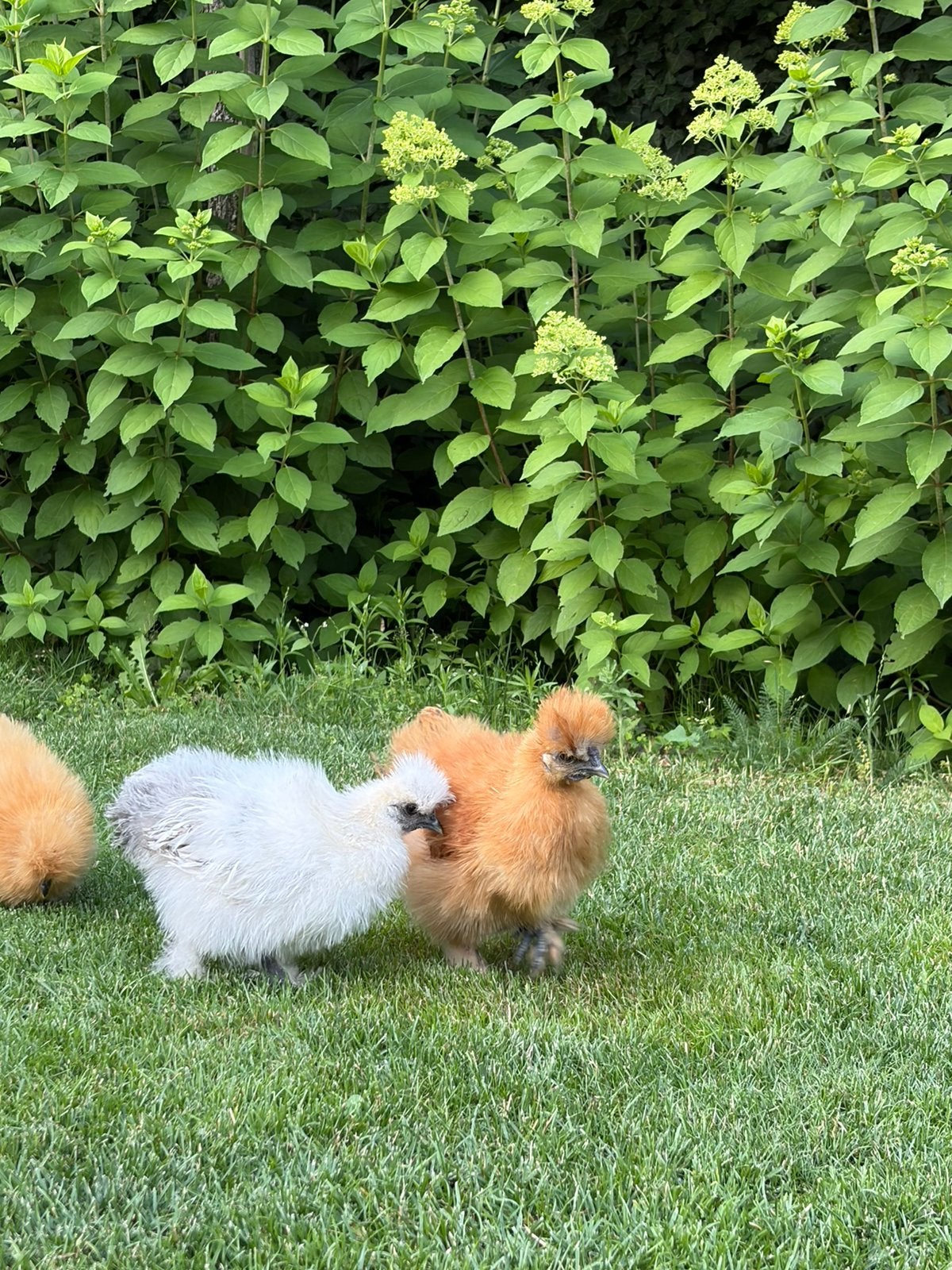 2 Zijdenhoen Krielhaantjes – 12 weken – Gratis af te halen, Dieren en Toebehoren, Pluimvee, Mannelijk, Kip
