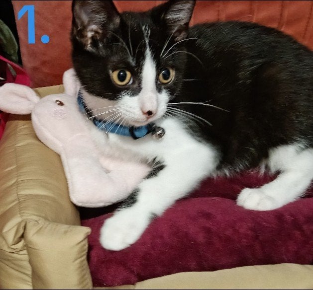 Kitten 13 weken, Dieren en Toebehoren, Meerdere dieren, 0 tot 2 jaar