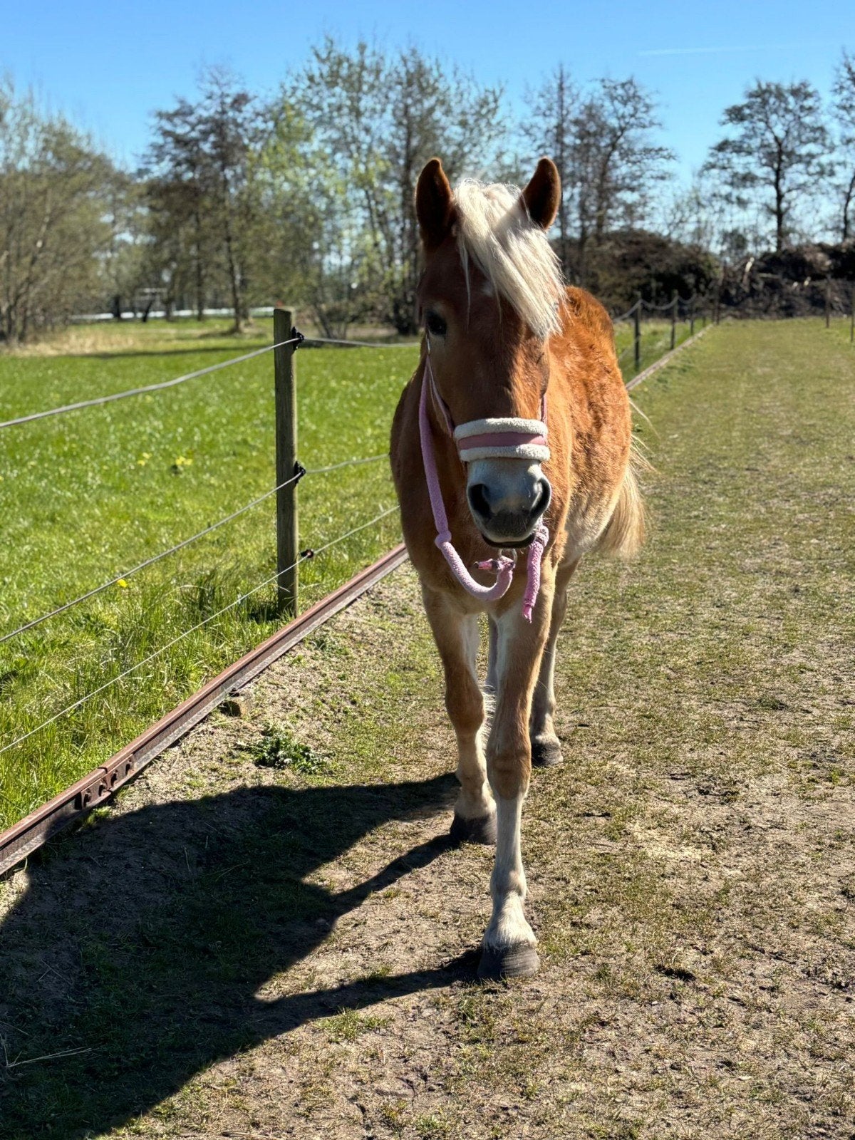 Verzorgster gezocht, Ophalen