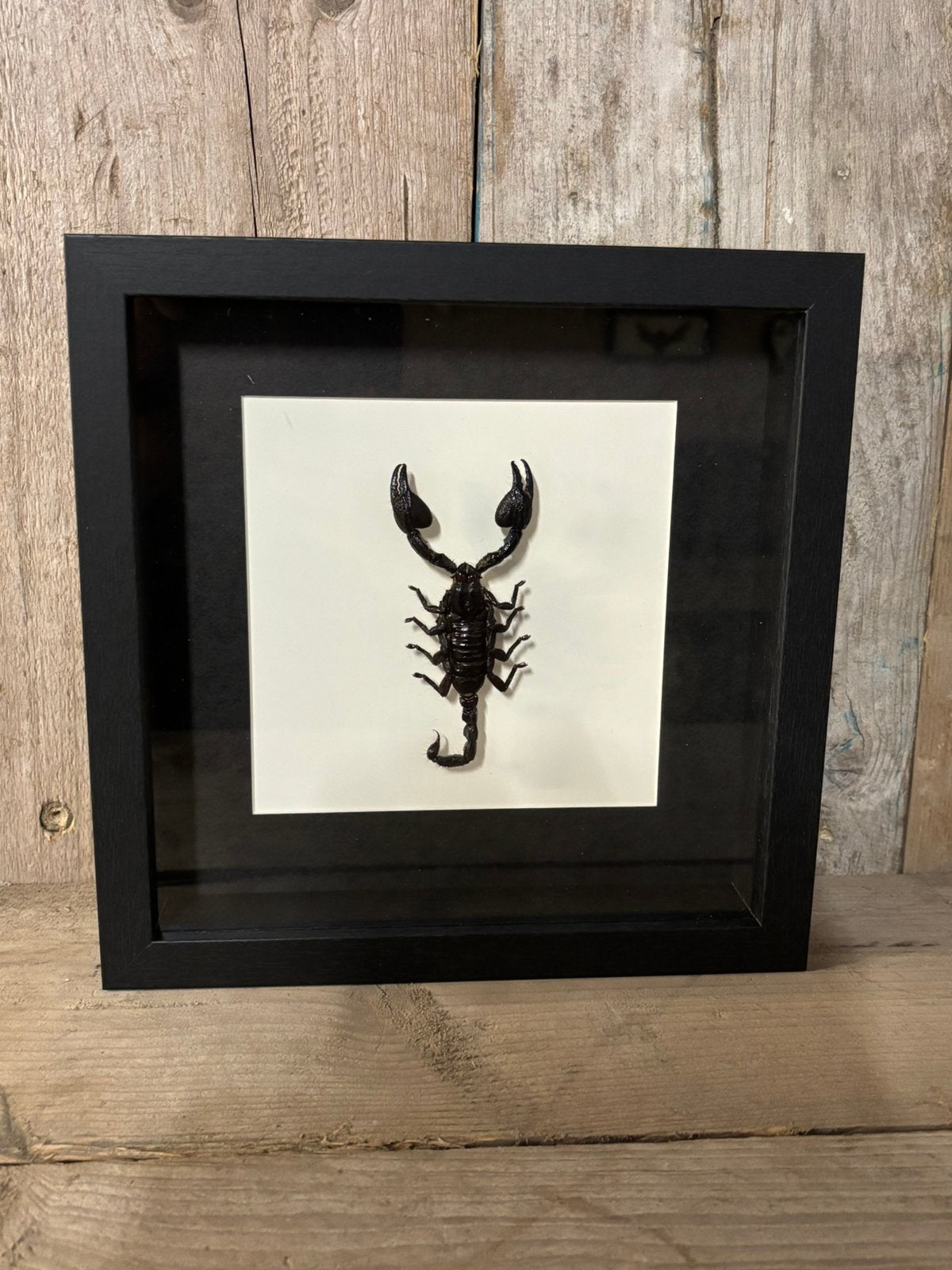 Mooie luxe lijst met een Schorpioen (zwarte rand), Ophalen of Verzenden, Nieuw, Insect, Opgezet dier