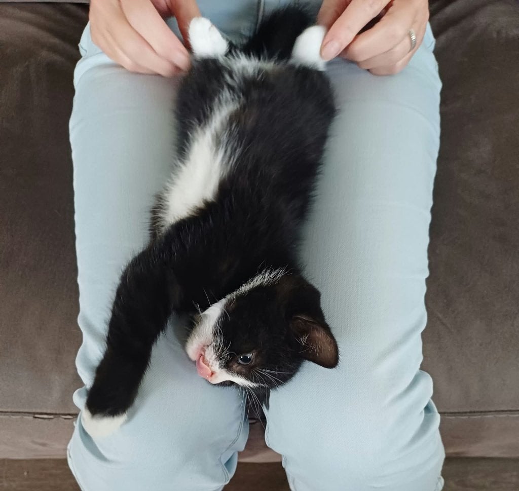 4 lieve kittens zoeken een maatje (nog 2 beschikbaar), Poes, Kortharig, 0 tot 2 jaar