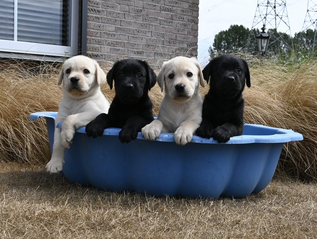 Labrador pups met stamboom !, Parvo, 8 tot 15 weken, Labrador retriever, Meerdere