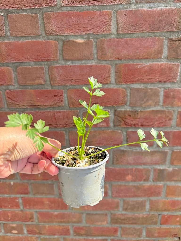 (Ruilen) Selderij (Celery/seledri), Ophalen, Minder dan 100 cm, Overige soorten, Zomer