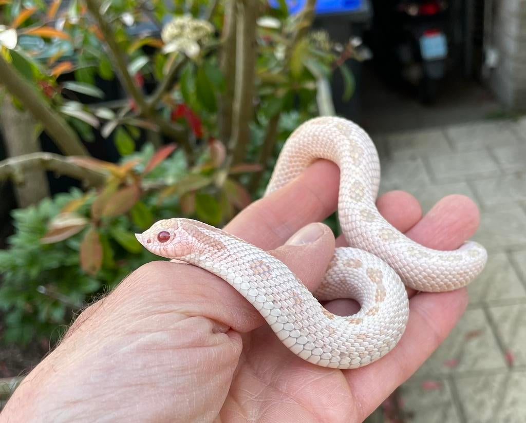 1.0 ALBINO SAC van 2023 heterodon nasicus Hognose Snake - male for sale from Barry