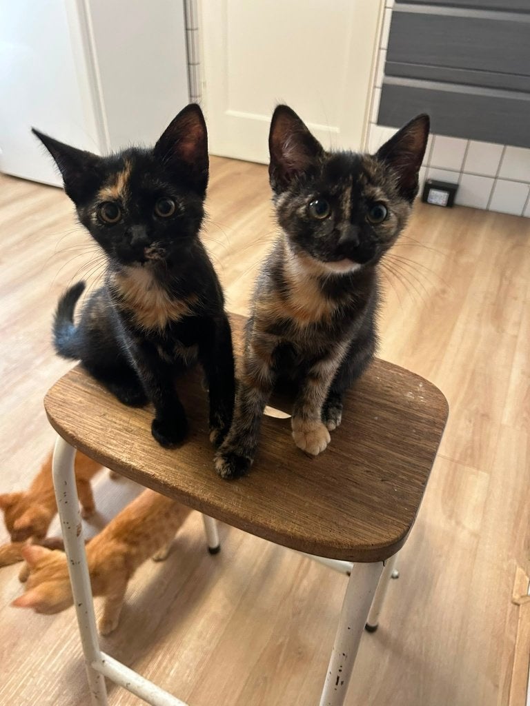 Vier boeren kittens oranje en gevlamd, Meerdere dieren, Kortharig, 0 tot 2 jaar