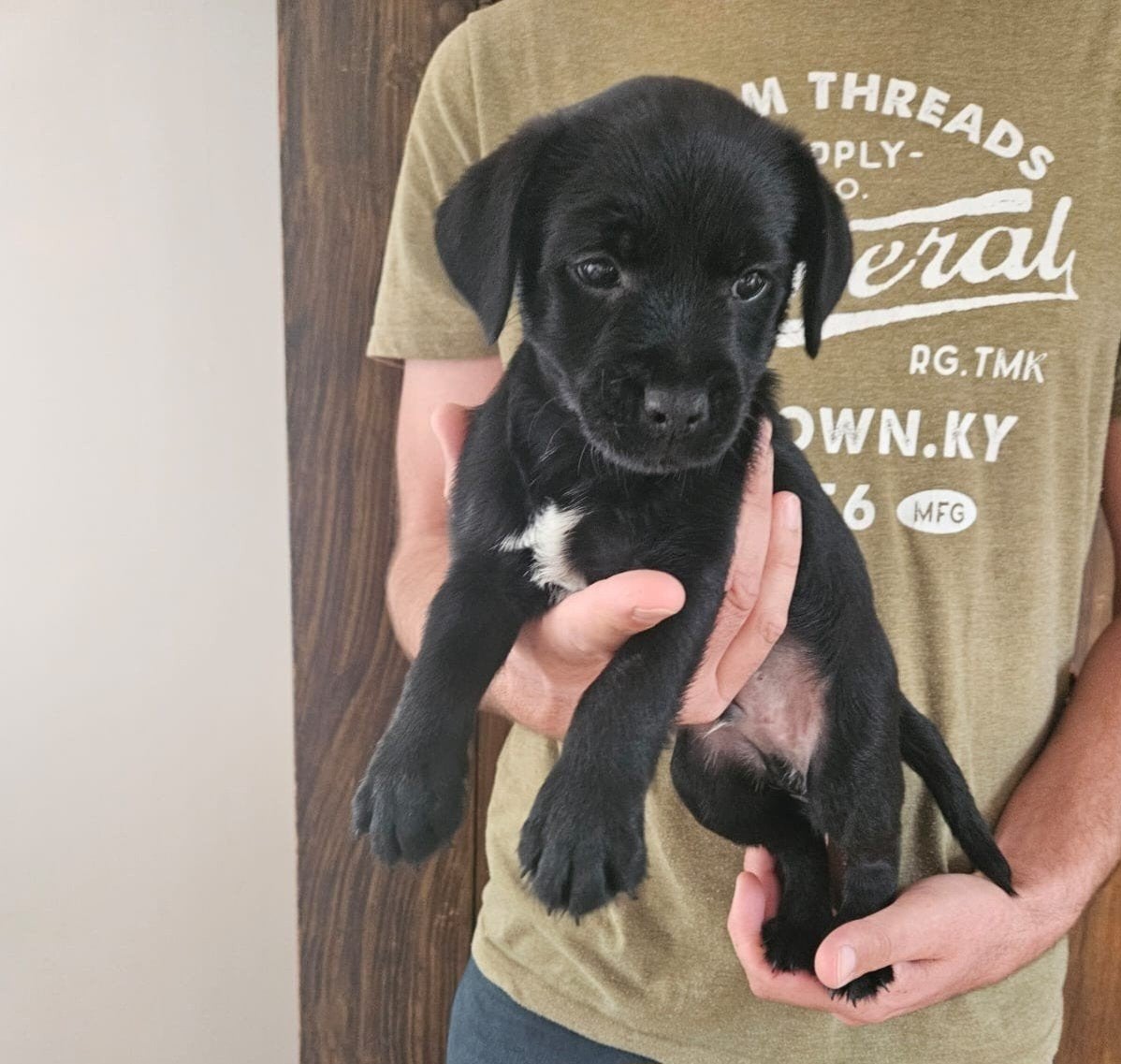 border terriër kruising pups, Dieren en Toebehoren, 8 tot 15 weken, CDV (hondenziekte), Meerdere, Meerdere dieren
